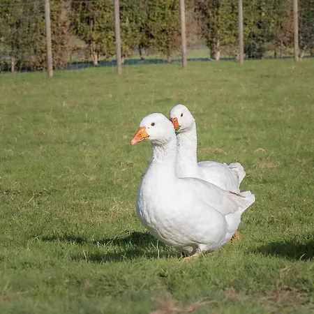 Gite Du Blanc Pignon Fiennes